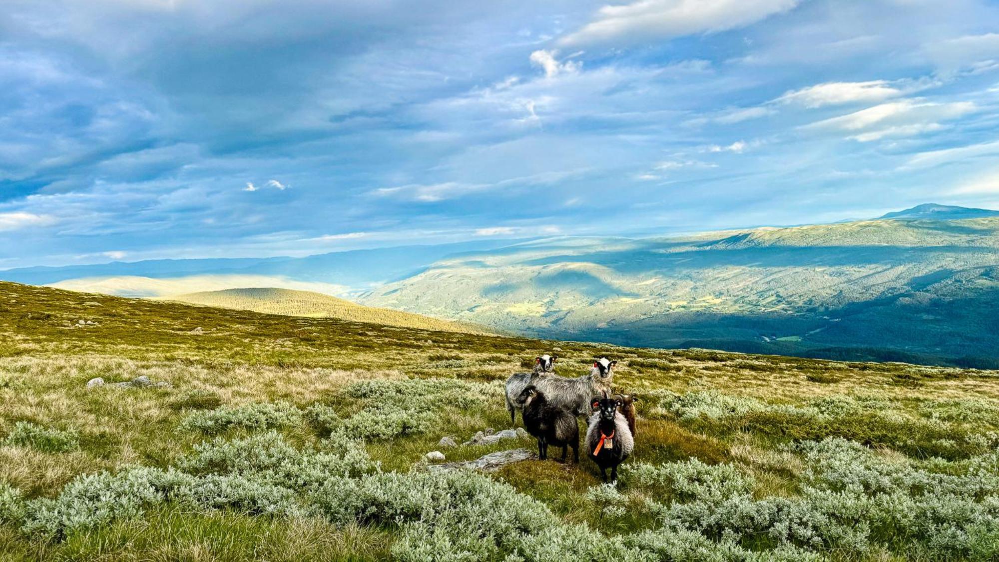Mjosvang Kafe Vang I Valdres Exterior foto